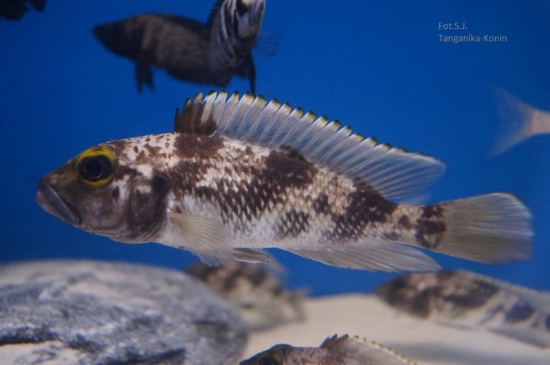 Lamprologus lemairii